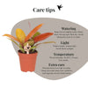 Philodendron ‚Ruby Red' – Ansicht 4