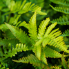 Borstiger Schildfarn ‚Herrenhausen' – Polystichum setiferum – Ansicht 7