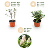 Schmetterlingsflieder ‚Butterfly Candy Little White' – Buddleja davidii – Ansicht 4