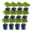 Chinesische Prachtspiere ‚Pumila' – Astilbe chinensis