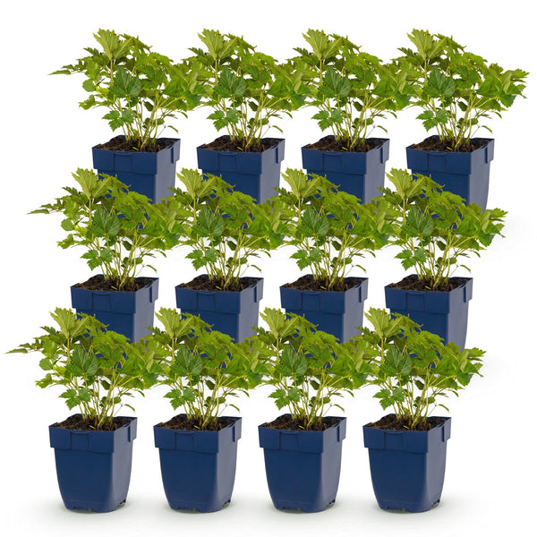 Chinesische Prachtspiere ‚Pumila' – Astilbe chinensis