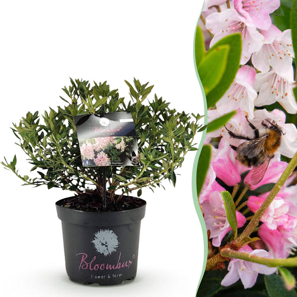 Zwerg-Rhododendron ‚Bloombux Magenta' – Rhododendron