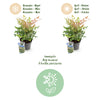 Himmelsbambus ‚Twilight' – Nandina domestica – Ansicht 9