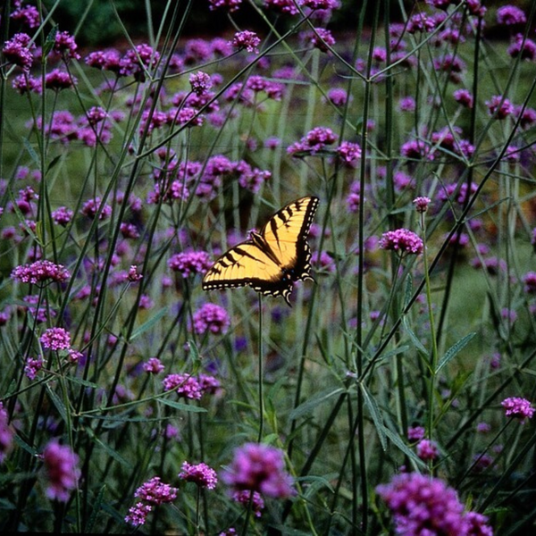 Eisenkraut – Verbena – Ansicht 4