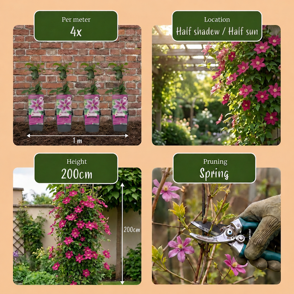 Waldrebe ‚Piilu' – Clematis – Ansicht 6