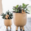 Schmetterlingsorchidee ‚Congo' – Phalaenopsis – Ansicht 6