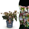 Lenzrose ‚Angels Glow' – Helleborus