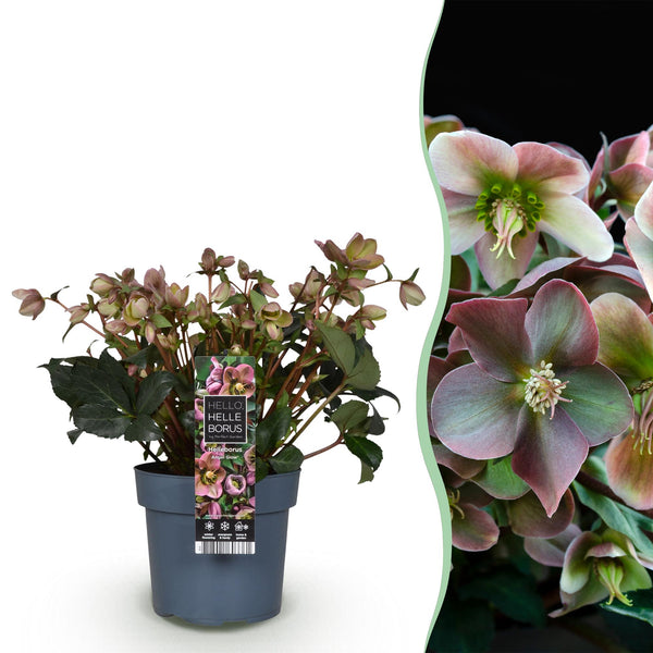 Lenzrose ‚Angels Glow' – Helleborus