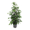 Birkenfeige ‚Danielle' – Ficus benjamina