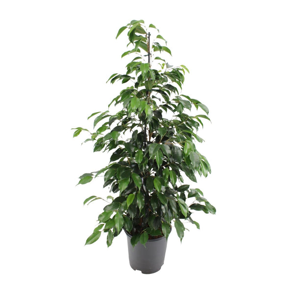 Birkenfeige ‚Danielle' – Ficus benjamina