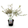 Japanischer Ahorn ‚Iyoshi' – Acer palmatum – Ansicht 2