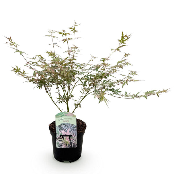 Japanischer Ahorn ‚Iyoshi' – Acer palmatum – Ansicht 2