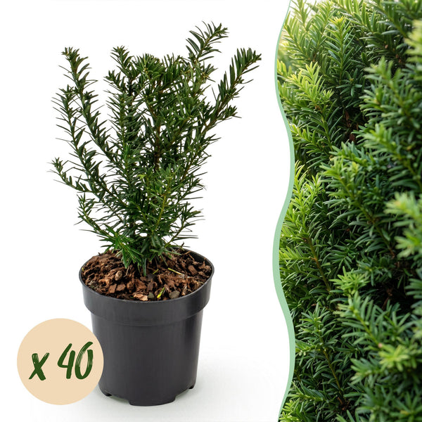 Eibe – Taxus baccata