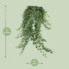 Efeu ‚Pittsburgh' – Hedera helix – Ansicht 4