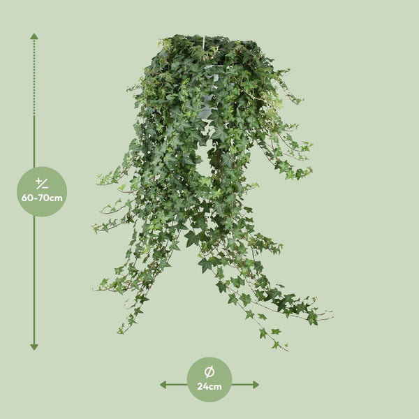 Efeu ‚Pittsburgh' – Hedera helix – Ansicht 4