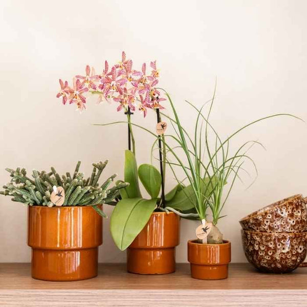 Elefantenfuß – Beaucarnea – Ansicht 2