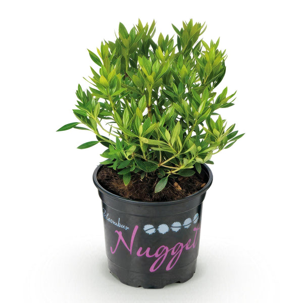Zwerg-Rhododendron ‚Bloombux Magenta' – Rhododendron – Ansicht 2