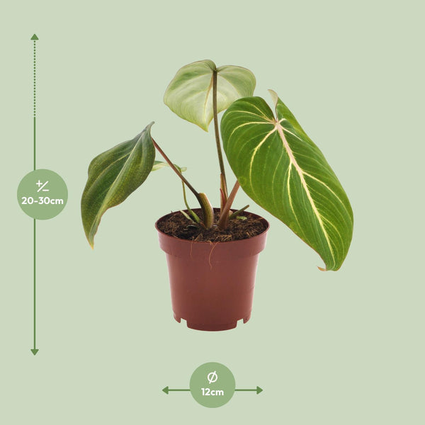 Baumfreund ‚Atom' – Philodendron selloum – Ansicht 2