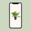 Kolbenfaden ‚B.J. Freeman' – Aglaonema – Ansicht 4