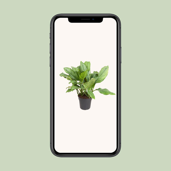 Kolbenfaden ‚B.J. Freeman' – Aglaonema – Ansicht 4