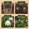 Sommer-Knotenblume – Leucojum aestivum – Ansicht 4