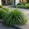 Japan-Segge ‚Evergreen' – Carex oshimensis – Ansicht 6