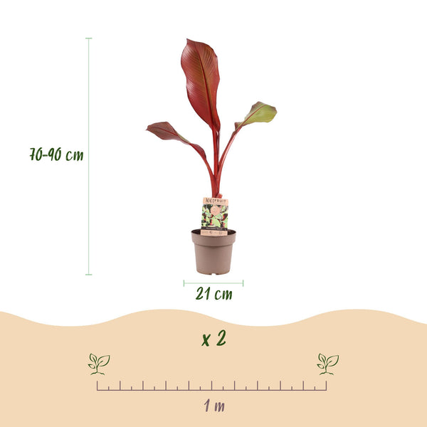 Zierbanane ‚Maurelli' – Ensete ventricosum – Ansicht 3