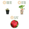 Erdbeere ‚Maxim' – Fragaria × ananassa – Ansicht 9