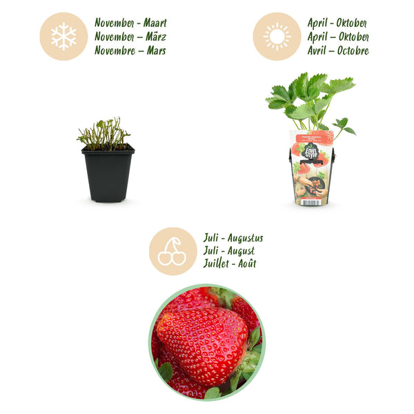 Erdbeere ‚Maxim' – Fragaria × ananassa – Ansicht 9