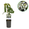 Immergrüne Waldrebe – Clematis armandii – Ø 11 cm · 40 cm, Weiß, 1 Stück