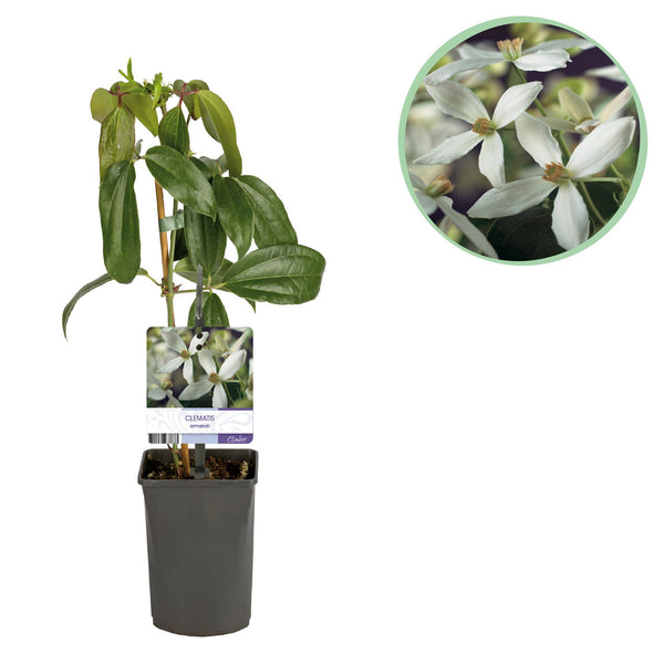 Immergrüne Waldrebe – Clematis armandii – Ø 11 cm · 40 cm, Weiß, 1 Stück