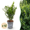 Buchsbaum – Buxus sempervirens