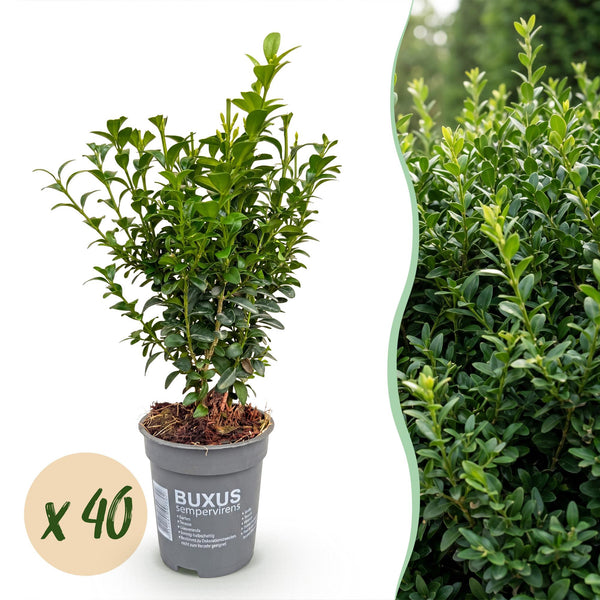Buchsbaum – Buxus sempervirens