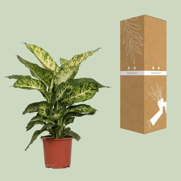 Dieffenbachie ‚Mars' – Dieffenbachia – Ansicht 3