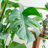 Fensterblatt – Monstera Deliciosa XL – ↕ 120 cm – Ø 24 cm | Torun-Korb