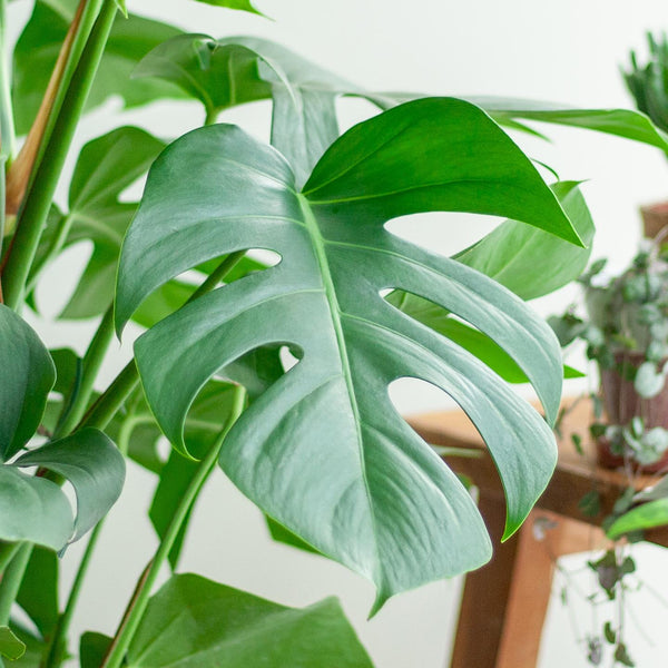Fensterblatt – Monstera Deliciosa XL – ↕ 120 cm – Ø 24 cm | Torun-Korb