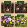 Krokus-Set „Wildarten-Mischung“ – botanische Krokusse – Ansicht 4