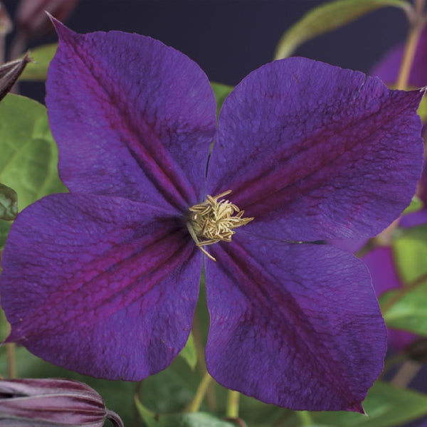 Waldrebe ‚Star of India' – Clematis – Ansicht 4