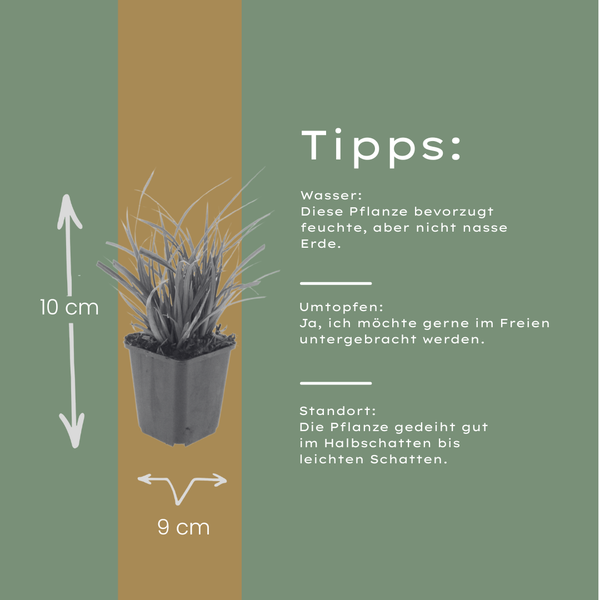 Japan-Segge – Carex morrowii – Ansicht 5