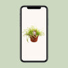 Kap-Sonnentau – Drosera capensis
