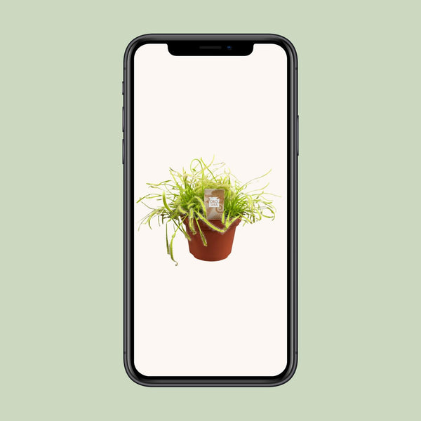 Kap-Sonnentau – Drosera capensis