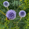 Kugeldistel – Echinops ritro – Ansicht 8