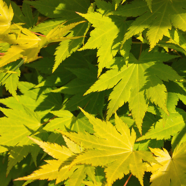 Japanischer Ahorn ‚Jordan' – Acer palmatum – Ansicht 5
