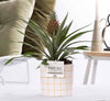 Zierananas ‚Rosita' – Ananas comosus