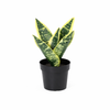 Kunstpflanzen-Set „Mini-Quartett“ – 4 kleine Kunstpflanzen für Regal & Schreibtisch – im Set enthalten: Kunstpflanze Bogenhanf (Sansevieria ‚Laurentii')