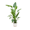Baumstrelitzie – Strelitzia nicolai