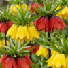 Kaiserkrone ‚Mix' – Fritillaria imperialis