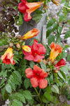 Trompetenblume ‚Summer Jazz Fire Trumpet' – Campsis radicans – Ansicht 3