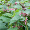 Taubnessel – Lamium – Ansicht 6