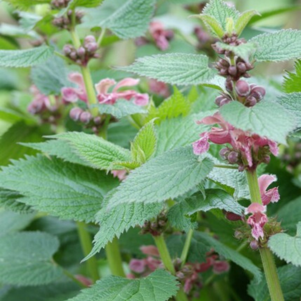 Taubnessel – Lamium – Ansicht 6